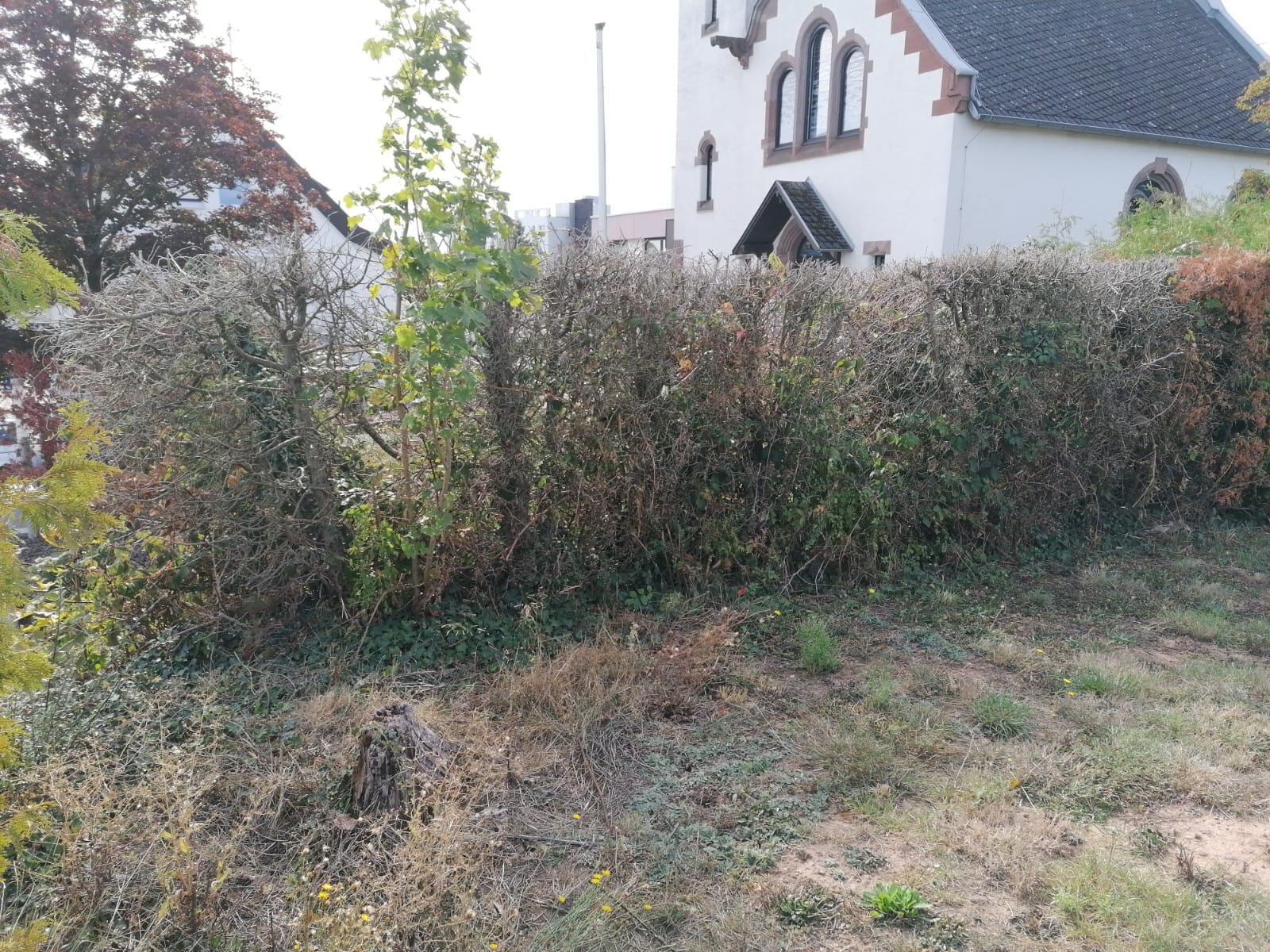 Abgestorbene Thuja-Hecke vor Pflanzaktion